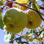 Gutui crescând rezistența la iarnă a culturii - pomi fructiferi