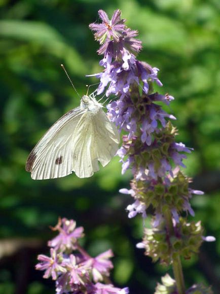 Fluturi - polenizatori de plante, cel mai mare portal de studiu