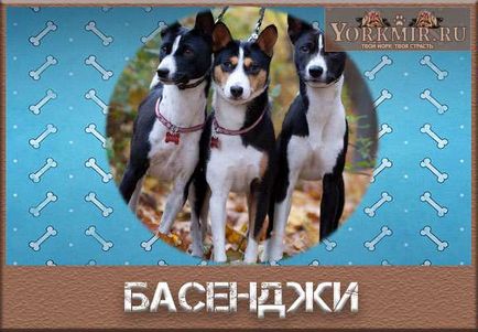 Descrierea rasei Basenji, caracter, îngrijire, nutriție, formare