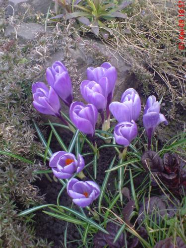 Colchicum sau Colchicum îngrijire, cultivare, udare, plantare acasă