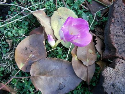 Colchicum sau Colchicum îngrijire, cultivare, udare, plantare acasă