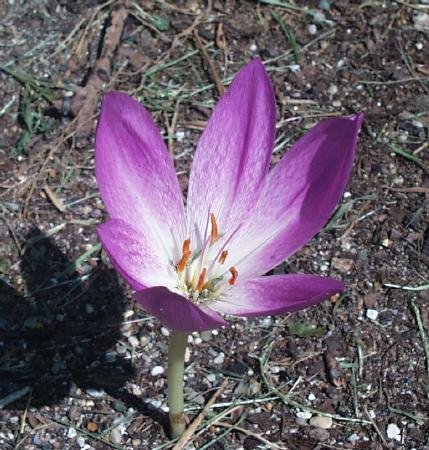 Colchicum sau Colchicum îngrijire, cultivare, udare, plantare acasă