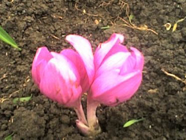 Colchicum sau Colchicum îngrijire, cultivare, udare, plantare acasă