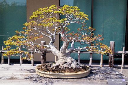 Afaceri pentru creșterea bonsai acasă