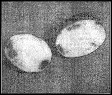 Boli ale cartofilor în timpul depozitării