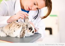 Boli ale iepurilor și tratamentul acestora