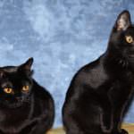 Bombay pisica (55 poze) Bambay rasa, mini panther negru de casa, ce pisoi, descriere,
