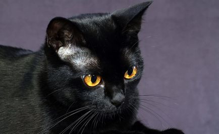 Бомбей кішка (55 фото) бомбейська порода, домашня чорна міні пантера, який кошеня, опис,