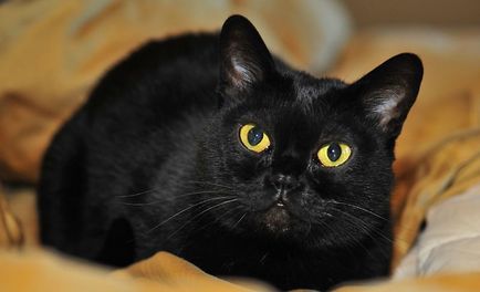 Bombay macska (55 fotó) Bombay fajta, házi mini fekete párduc, a macska, a leírás,