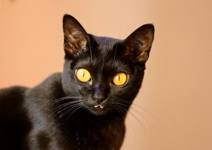 Бомбей кішка (55 фото) бомбейська порода, домашня чорна міні пантера, який кошеня, опис,