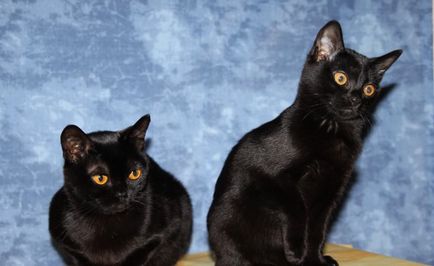 Bombay macska (55 fotó) Bombay fajta, házi mini fekete párduc, a macska, a leírás,