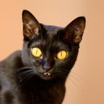 Bombay pisica (55 poze) Bambay rasa, mini panther negru de casa, ce pisoi, descriere,