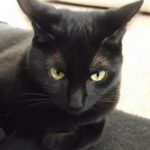 Bombay pisica (55 poze) rasa Bombay, mini panther negru de casa, ce pisoi, descriere,