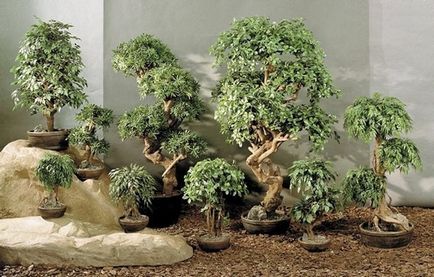 Bonsai - crearea copacilor pitic