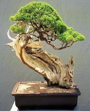 Bonsai de ienupăr (juniperus)