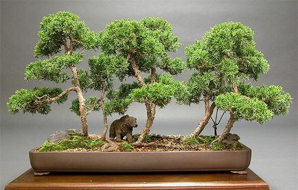 Bonsai - descriere copaci miniaturi, reproducere, îngrijire la domiciliu