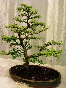 Bonsai - descriere copaci miniaturi, reproducere, îngrijire la domiciliu