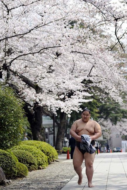 Sumo wrestling - știri în fotografii