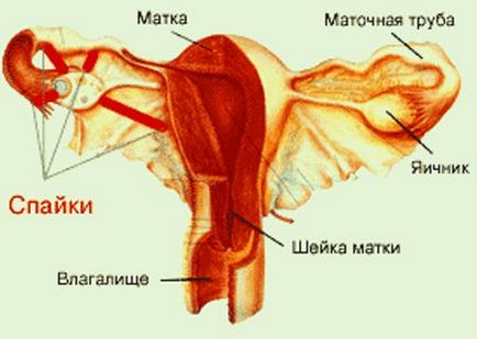 Uterul Borovoy va ușura obstrucția conductelor și a aderențelor, medicina populară