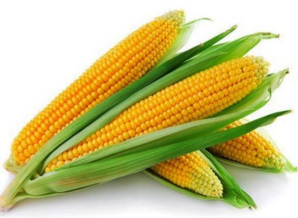 Ботанічна характеристика кукурудзи
