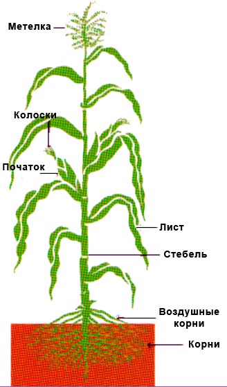 Caracteristicile botanice ale porumbului