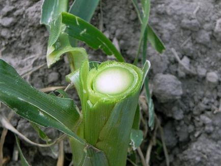 Caracteristicile botanice ale porumbului