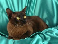 Бурма, або бурманська кішка поради з утримання і годівлі фото, що потрібно для утримання