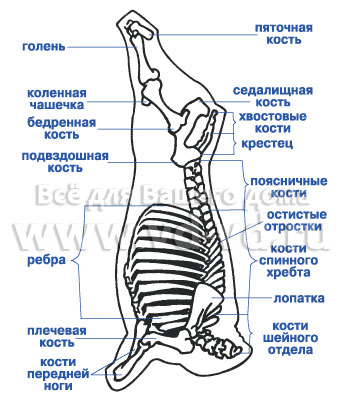 Bucăți de carcase de carne de vită, tăiere, dezosare, tipuri de carne, totul pentru casa ta