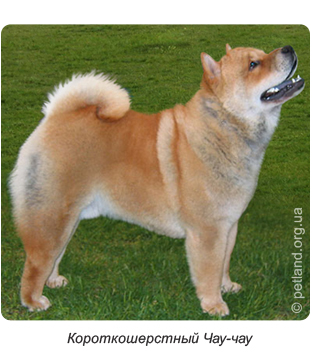 Чау-чау (chow-chow)