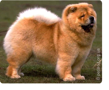 Чау-чау (chow-chow)