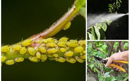 Cum să tratați plantele de afide în timpul fructelor