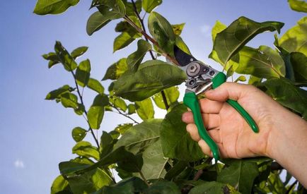 Cum să tratați plantele de afide în timpul fructelor