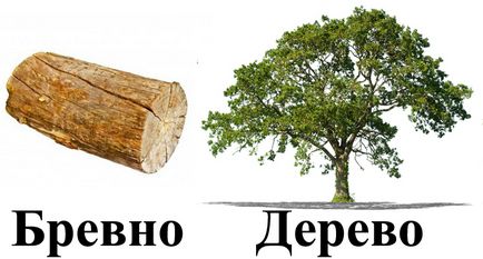 Чим відрізняється дерево від колоди - основні відмінності, в чому різниця