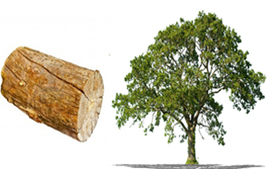 Чим відрізняється дерево від колоди - основні відмінності, в чому різниця