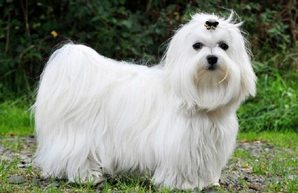 Чим приваблива мальтійська болонка (мальтезе) опис породи характер, поведінку, фото собаки
