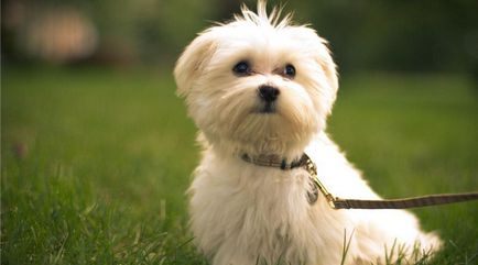 Чим приваблива мальтійська болонка (мальтезе) опис породи характер, поведінку, фото собаки