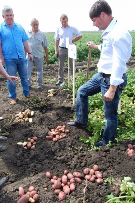Чотири відкриття, які здивували навчальний семінар «технологія обробітку картоплі в ростовської