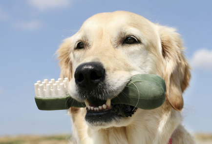 Curățarea dinților din pietre la câini la domiciliu în timpul ceasului - prețuri scăzute