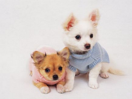 Chihuahua - Câine de buzunar