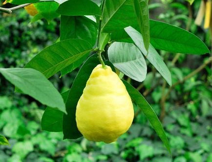 Citron hatalmas, illatos citrom is termeszthető otthon - termesztése citrusfélék