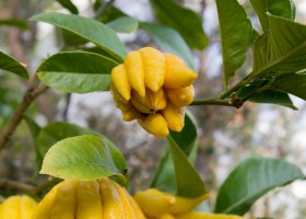 Descrierea citronului plantei