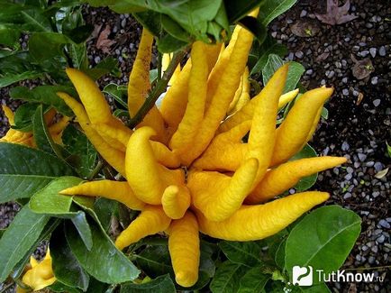 Descrierea citronului plantei