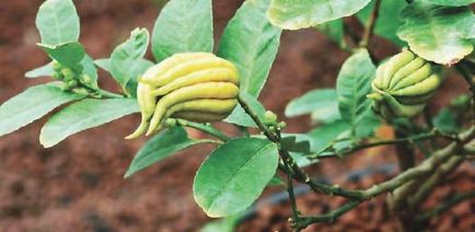Цитрон (цедрат) сорти для вирощування вУкаіни, сайт про сад, дачі і кімнатних рослинах