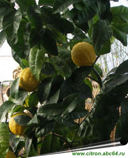 Citron, Citron pavlovi, citrom kéz buddha citrom, hogyan nő egy ablakpárkányon, különösen