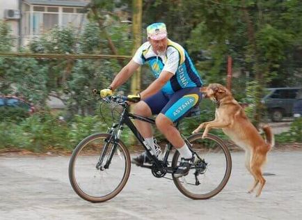 Câinele urmărește după mașini sau bicicliști cum să înțepenească