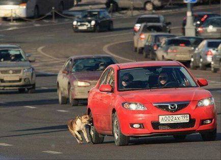 Câinele urmărește după mașini sau bicicliști cum să înțepenească