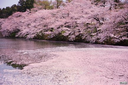 Sakura înflori în primăvară în Japonia, miuki mikado • Japonia virtuală