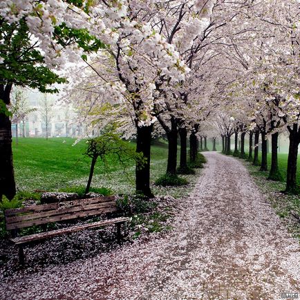 Sakura înflori în primăvară în Japonia, miuki mikado • Japonia virtuală