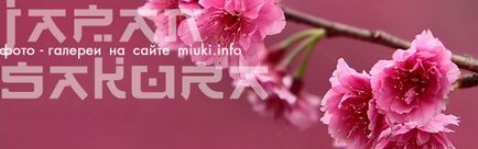 Sakura înflori în primăvară în Japonia, miuki mikado • Japonia virtuală