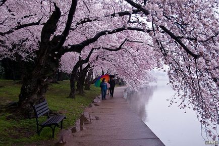 Sakura înflori în primăvară în Japonia, miuki mikado • Japonia virtuală